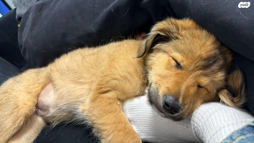 תמונת מודעה - חיות מחמד