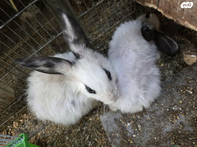 תמונת מודעה - חיות מחמד