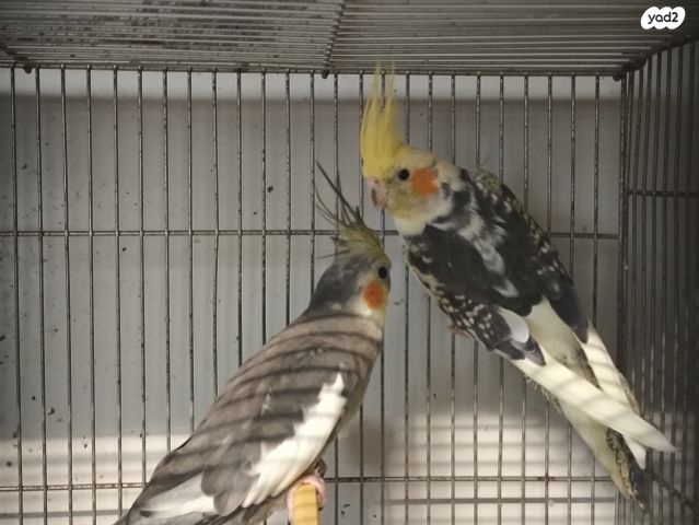 תמונת מודעה - חיות מחמד