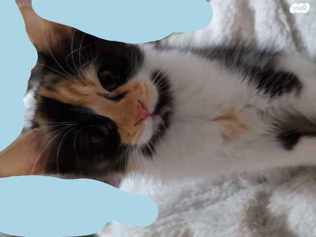 תמונת מודעה - חיות מחמד