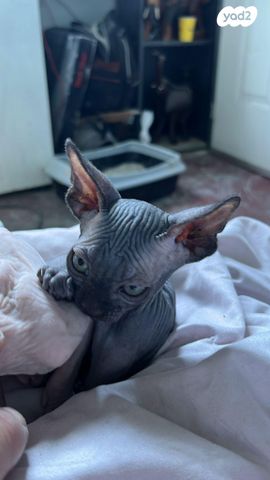 תמונת מודעה - חיות מחמד