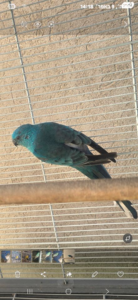 תמונת מודעה - חיות מחמד