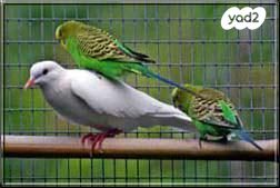 תמונת מודעה - חיות מחמד