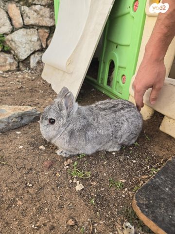 תמונת מודעה - חיות מחמד