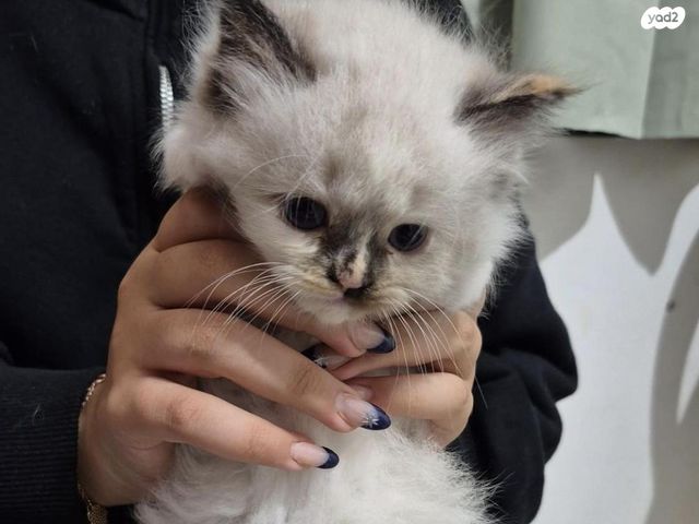 תמונת מודעה - חיות מחמד