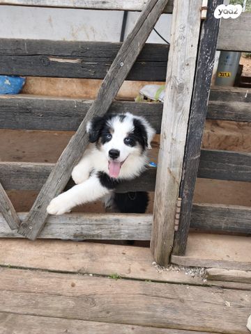 תמונת מודעה - חיות מחמד