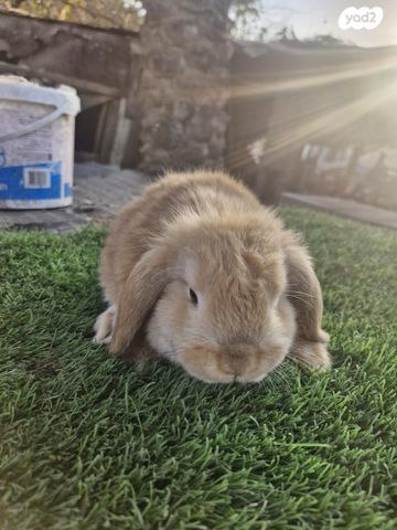 תמונת מודעה - חיות מחמד