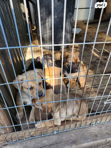 תמונת מודעה - חיות מחמד