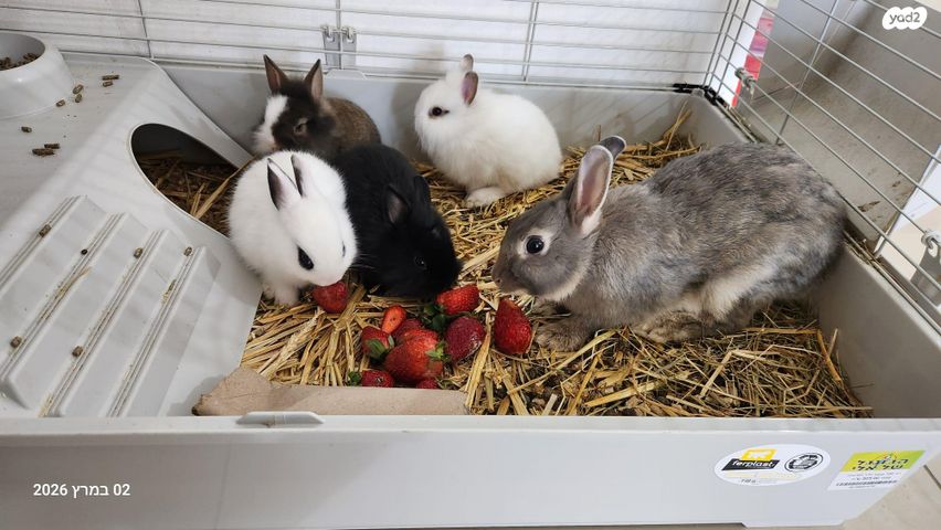 תמונת מודעה - חיות מחמד