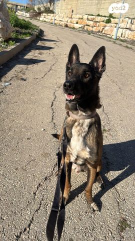 תמונת מודעה - חיות מחמד