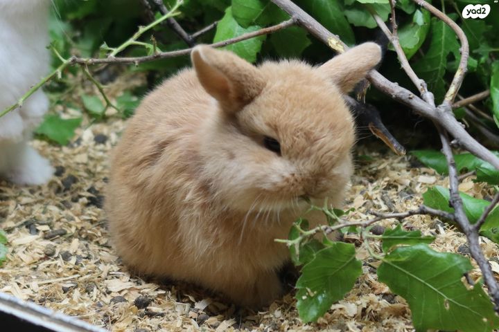 תמונת מודעה - חיות מחמד