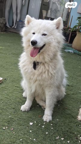 תמונת מודעה - חיות מחמד