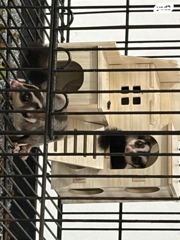 תמונת מודעה - חיות מחמד