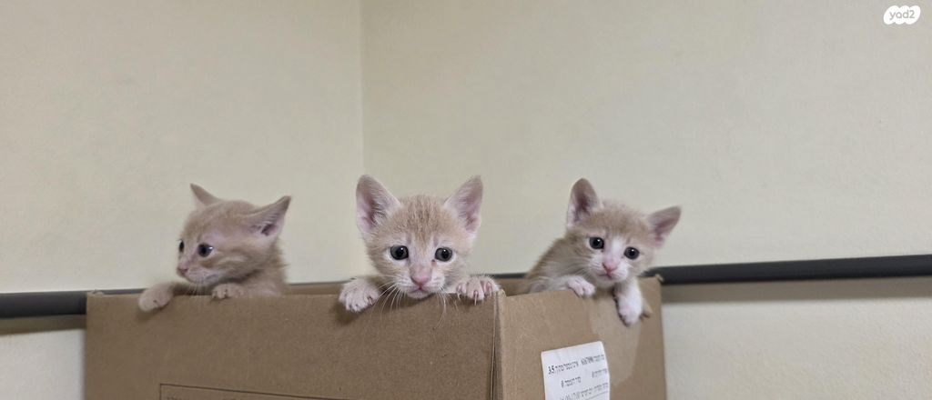 תמונת מודעה - חיות מחמד