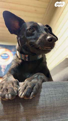 תמונת מודעה - חיות מחמד