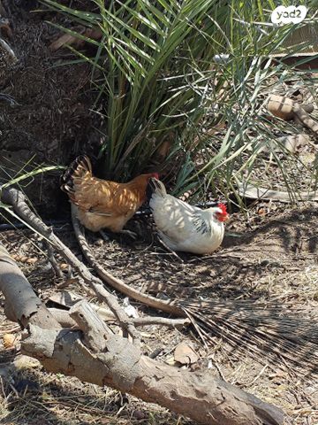 תמונת מודעה - חיות מחמד