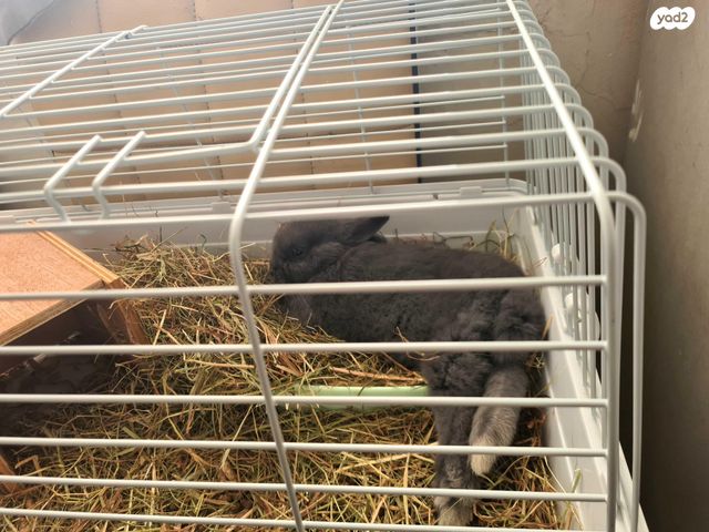 תמונת מודעה - חיות מחמד