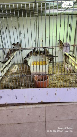 תמונת מודעה - חיות מחמד