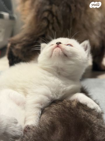 תמונת מודעה - חיות מחמד