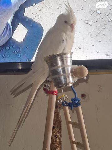 תמונת מודעה - חיות מחמד