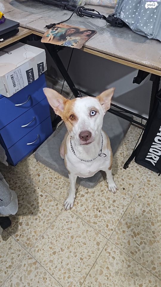 תמונת מודעה - חיות מחמד