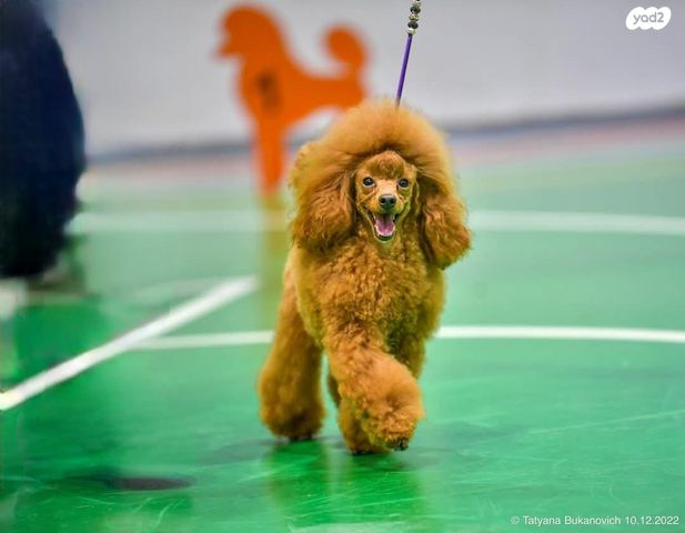 תמונת מודעה - חיות מחמד