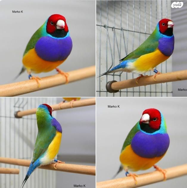 תמונת מודעה - חיות מחמד