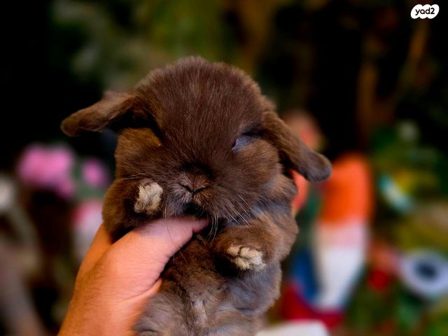 תמונת מודעה - חיות מחמד