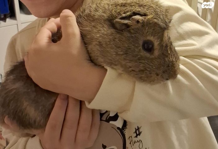 תמונת מודעה - חיות מחמד