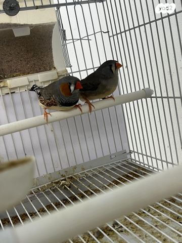 תמונת מודעה - חיות מחמד