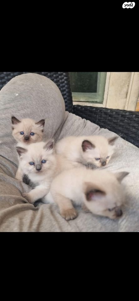 תמונת מודעה - חיות מחמד