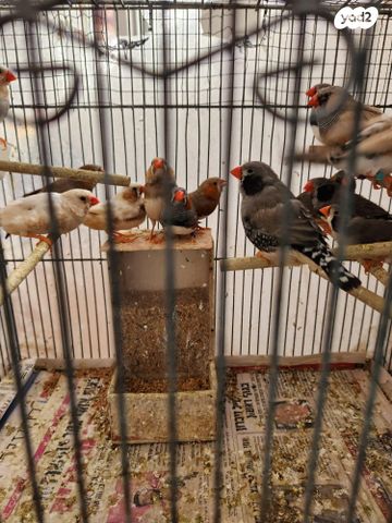 תמונת מודעה - חיות מחמד