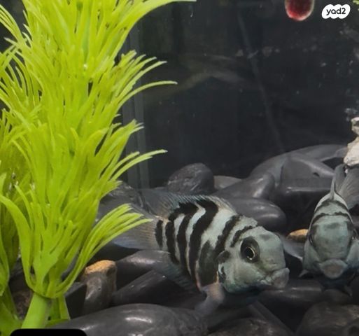 תמונת מודעה - חיות מחמד