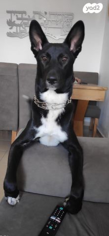 תמונת מודעה - חיות מחמד