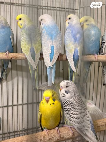 תמונת מודעה - חיות מחמד