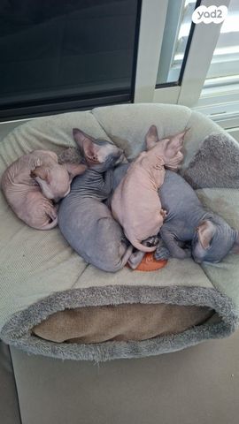 תמונת מודעה - חיות מחמד