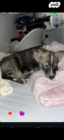 תמונת מודעה - חיות מחמד