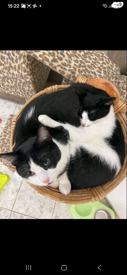 תמונת מודעה - חיות מחמד