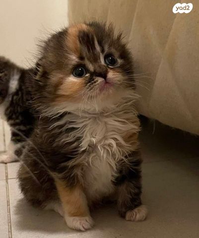 תמונת מודעה - חיות מחמד