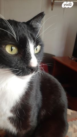 תמונת מודעה - חיות מחמד