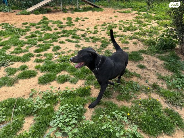 תמונת מודעה - חיות מחמד