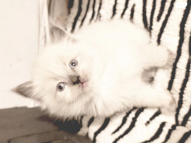 תמונת מודעה - חיות מחמד