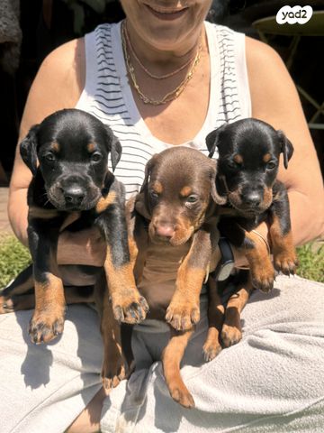 תמונת מודעה - חיות מחמד