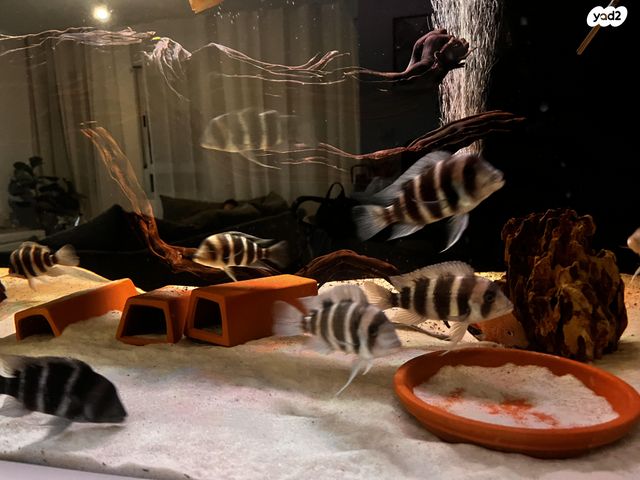 תמונת מודעה - חיות מחמד