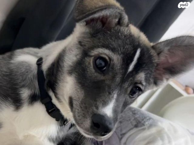 תמונת מודעה - חיות מחמד