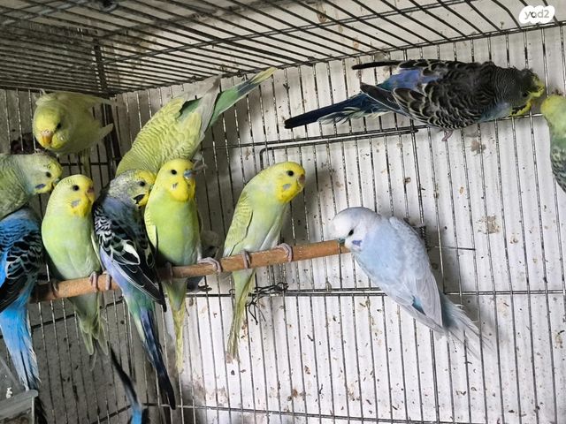 תמונת מודעה - חיות מחמד