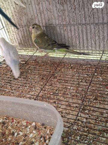 תמונת מודעה - חיות מחמד