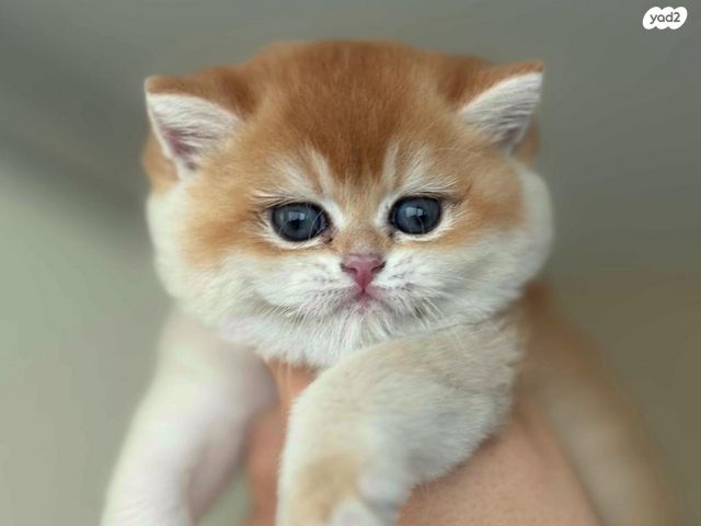 תמונת מודעה - חיות מחמד