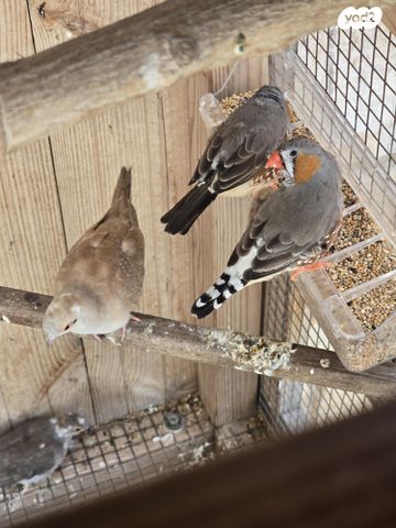 תמונת מודעה - חיות מחמד