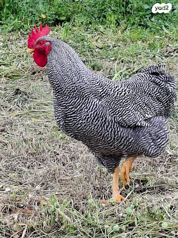 תמונת מודעה - חיות מחמד